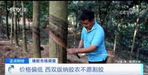 每吨涨超2000元!天然橡胶价格大涨,农民却纷纷放弃它。加工厂开工率不到